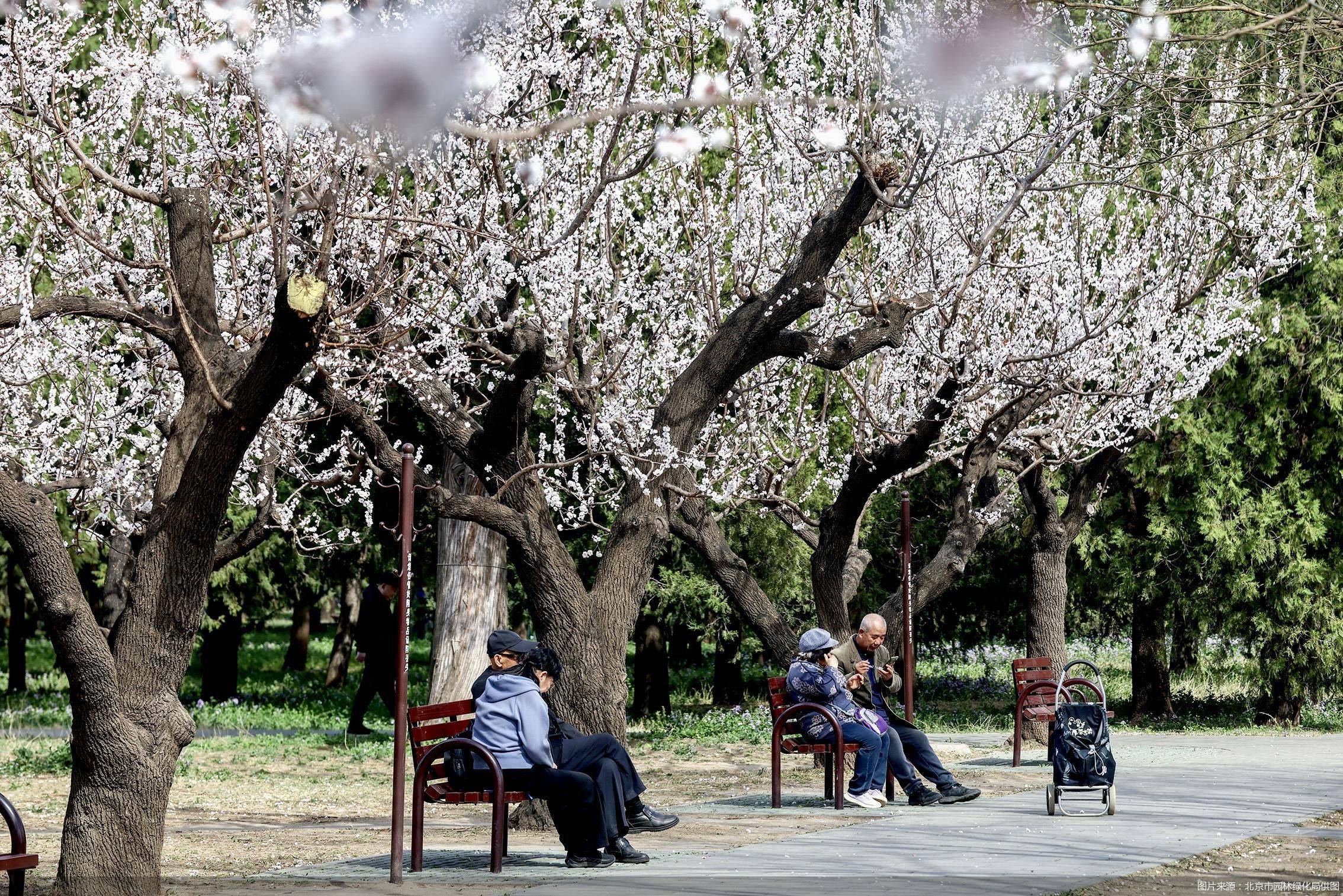 北京市園林綠化局：將啟動?xùn)|直門等10處花園示范街區(qū)建設(shè):園林綠化
