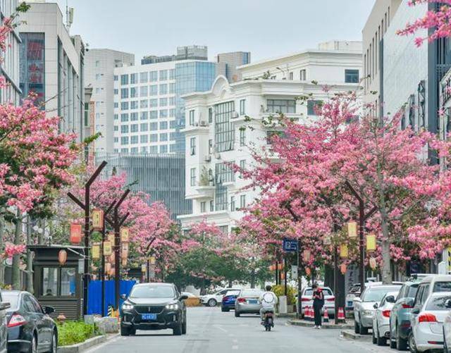 晉江市林業(yè)和園林綠化局：在“晉江經(jīng)驗”指導下創(chuàng)新風景園林保護治理模式:園林綠化
